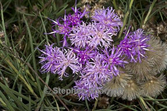 vernonia nudifolia 1 graphic